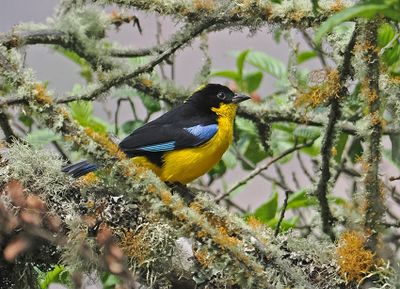 Blue-winged Mountain-Tanager