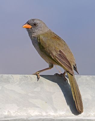 Pampa Finch