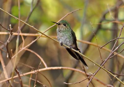 Red-tailed Comet