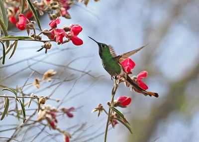 Red-tailed Comet