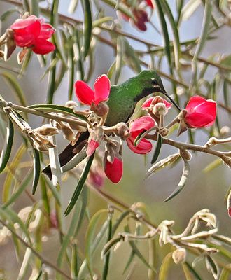 Red-tailed Comet