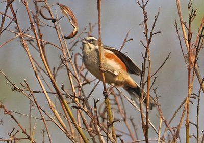 Rufous-sided Warbling-Finch
