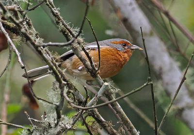 Rusty-browed Warbling-Finch