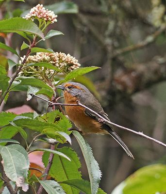 Rusty-browed Warbling-Finch