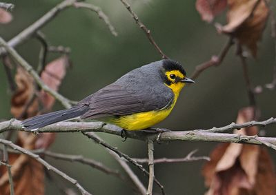 Spectacled Whitestart