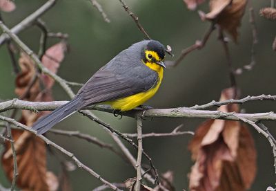 Spectacled Whitestart