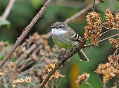 White-throated Tyrannulet