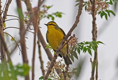 Yellow-browed Tyrant