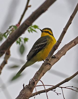 Yellow-browed Tyrant