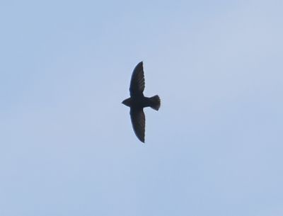 Chimney Swift