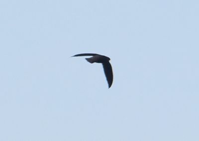 Chimney Swift