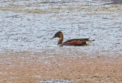 Rosy-billed Pochard