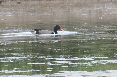 Rosy-billed Pochard