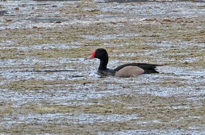 Rosy-billed Pochard