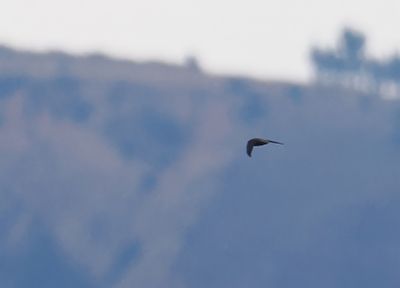 Sick's Swift