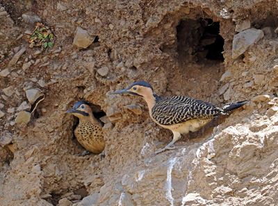Andean Flicker