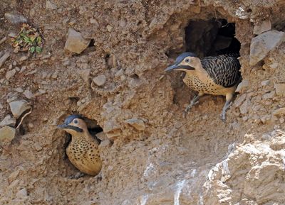 Andean Flicker