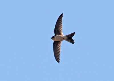Andean Swift