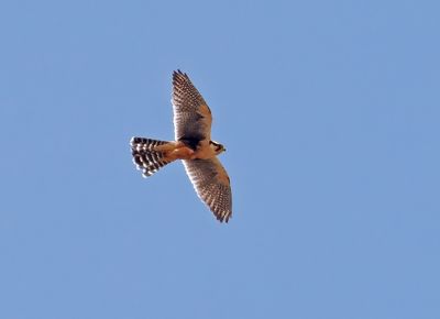 Aplomado Falcon