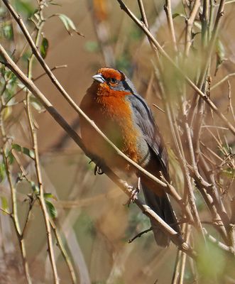 Cochabamba Mountain-Finch