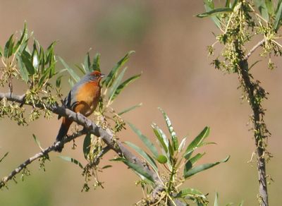 Cochabamba Mountain-Finch