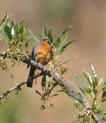 Cochabamba Mountain-Finch