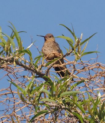 Giant Hummingbird