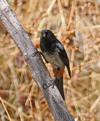 Gray-bellied Flowerpiercer