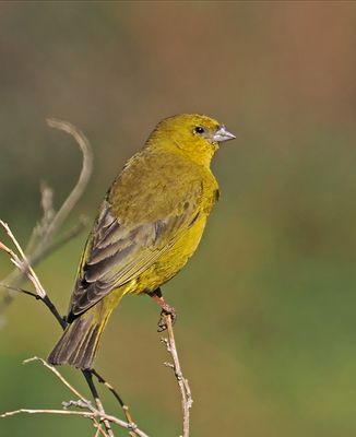 Greenish Yellow-Finch