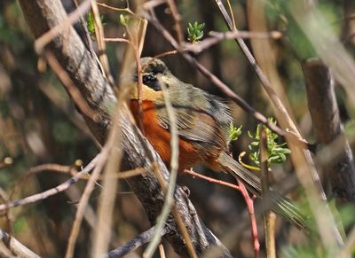 Olive-crowned Crescentchest