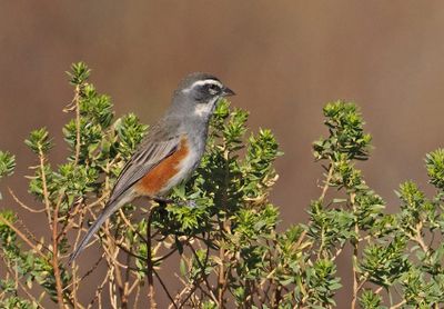 Rufous-sided Warbling-Finch