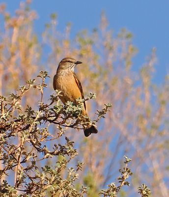 Streak-throated Bush-Tyrant