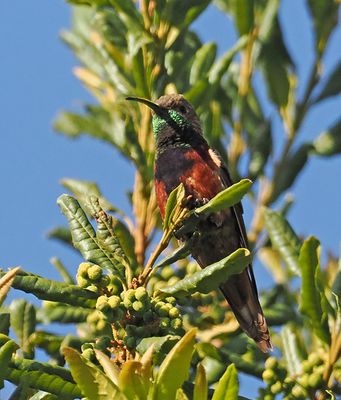 Wedge-tailed Hillstar