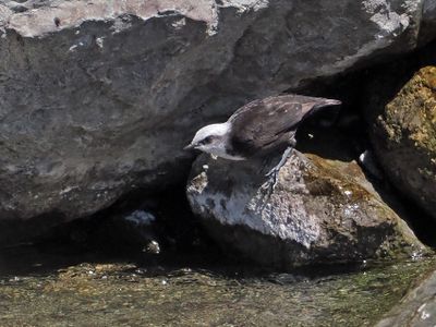 White-capped Dipper