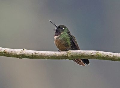 Amethyst-throated Sunangel