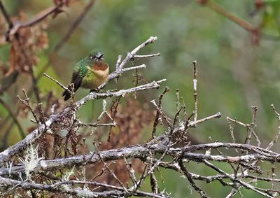 Amethyst-throated Sunangel