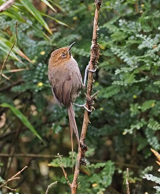 Black-throated Thistletail