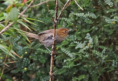 Black-throated Thistletail