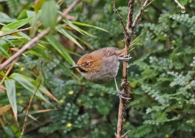 Black-throated Thistletail