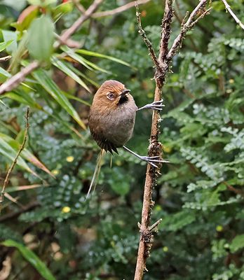 Black-throated Thistletail