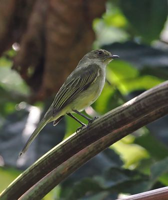 Bolivian Tyrannulet