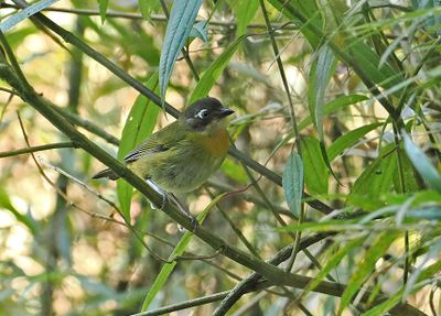 Common Chlorospingus