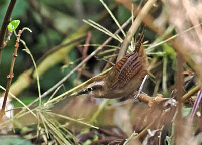 Fulvous Wren