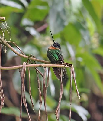 Gould's Inca