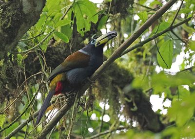 Hooded Mountain-Toucan