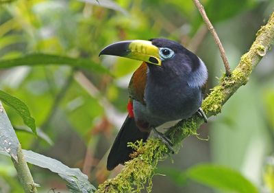 Hooded Mountain-Toucan