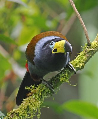 Hooded Mountain-Toucan