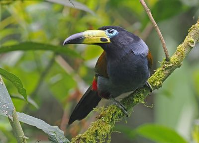 Hooded Mountain-Toucan