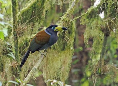 Hooded Mountain-Toucan