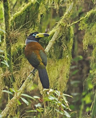 Hooded Mountain-Toucan